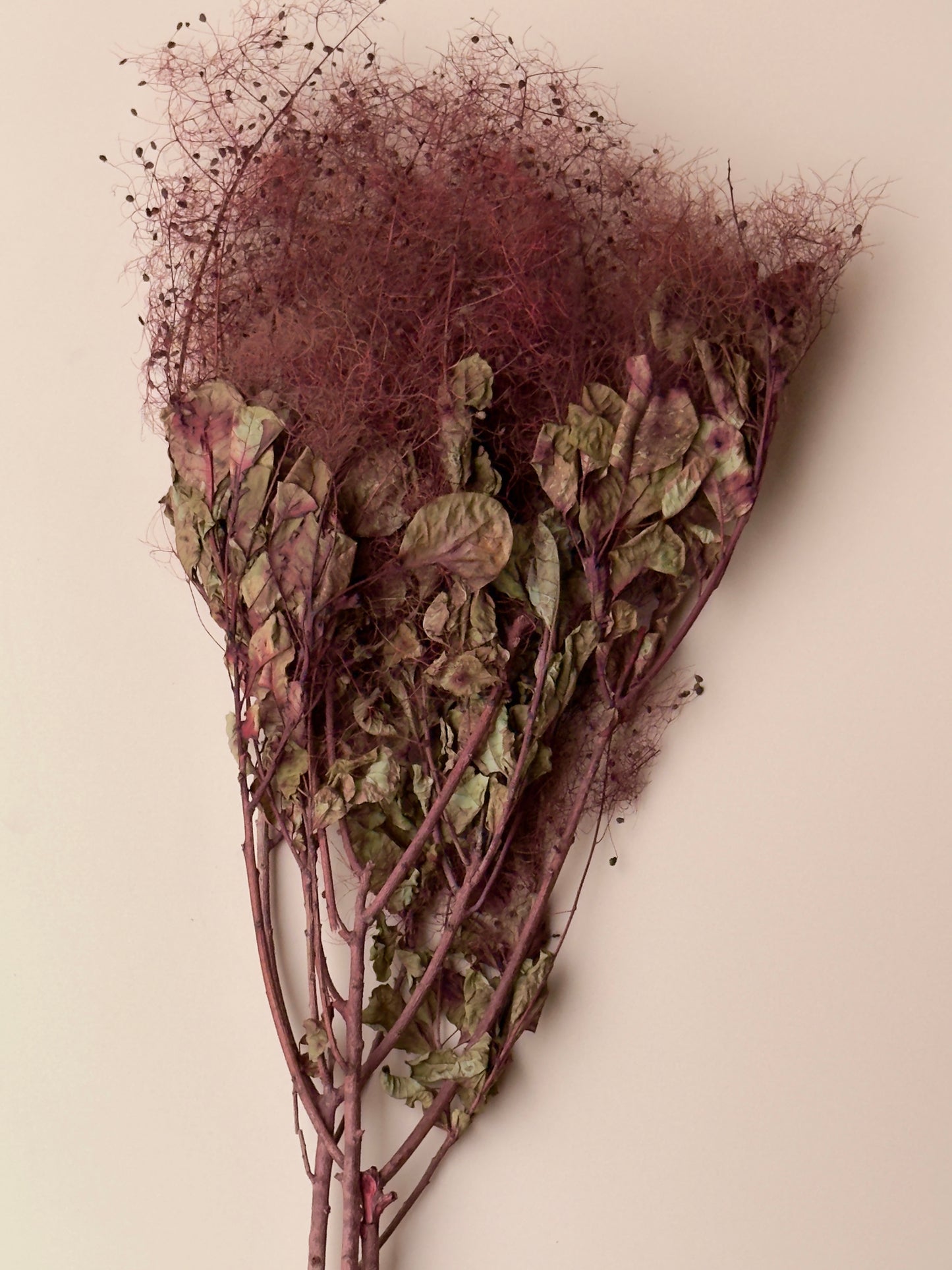 Preserved Smoke Bush - Burgundy/Red Wine