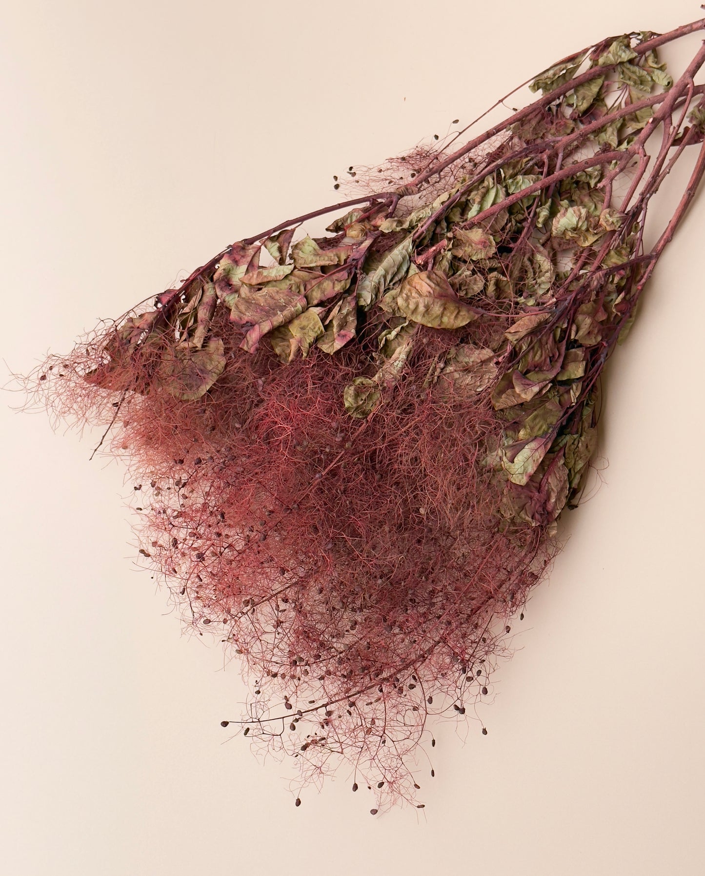 Preserved Smoke Bush - Burgundy/Red Wine