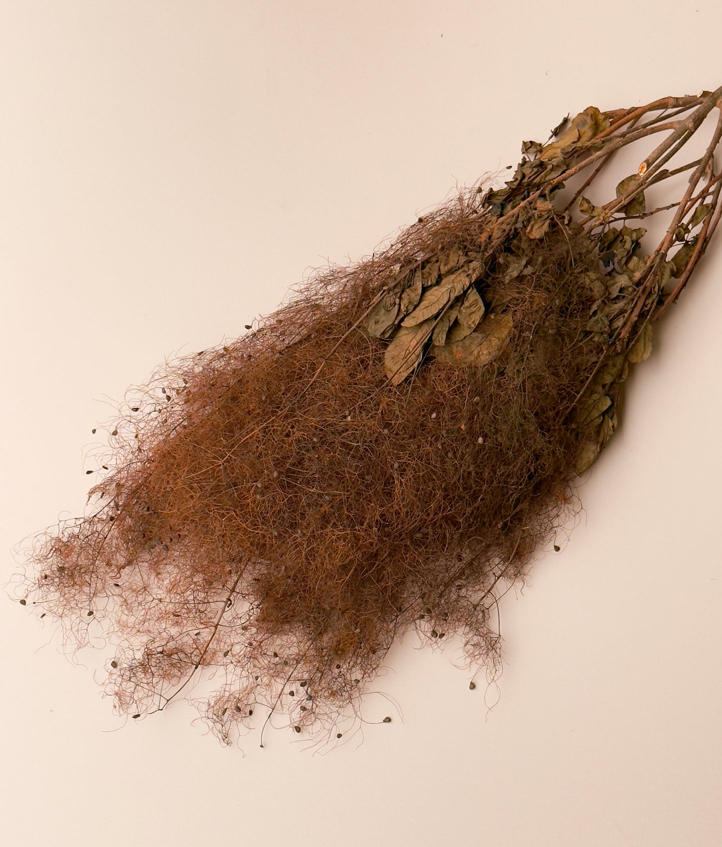 Preserved Smoke Bush - Brown/Rust