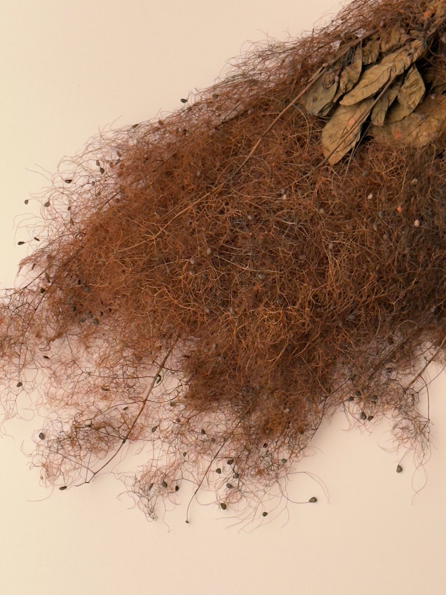 Preserved Smoke Bush - Brown/Rust