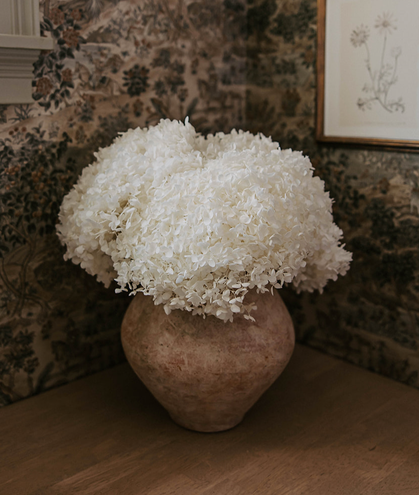 Real Hydrangea Preserved - Large White/Soft White