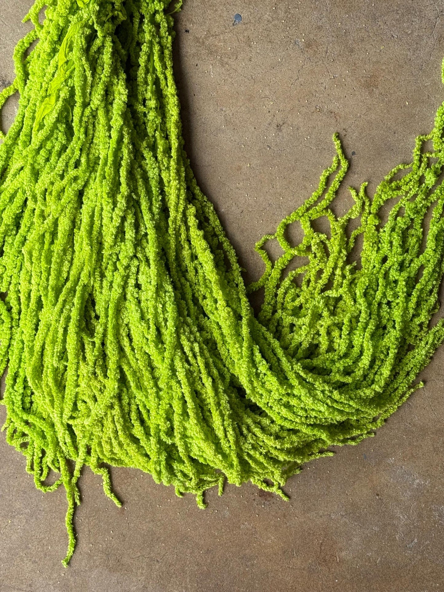 Hanging Amaranthus - Neon Green