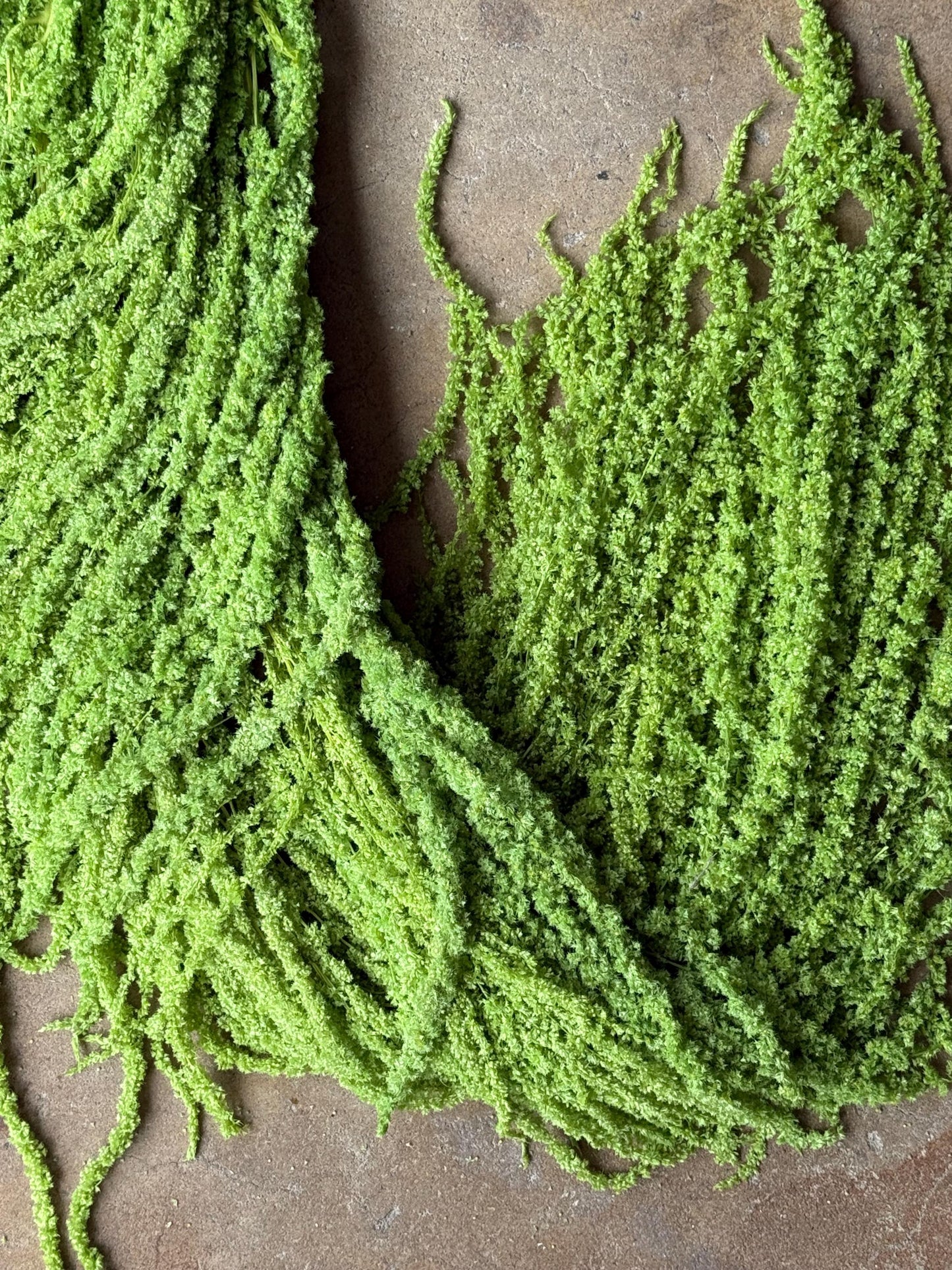 Hanging Amaranthus - Lime Green