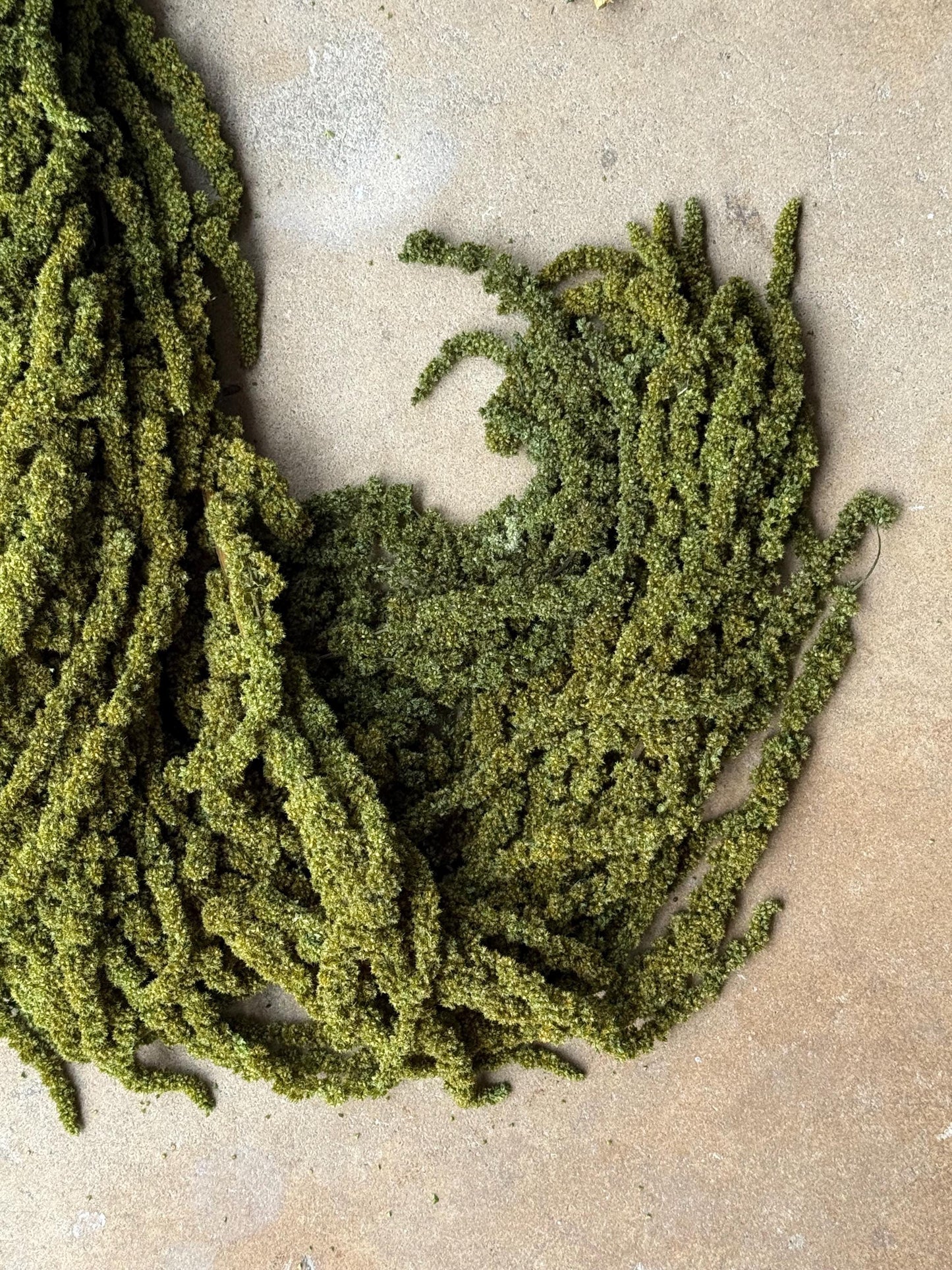 Hanging Amaranthus - Pine Forest Green