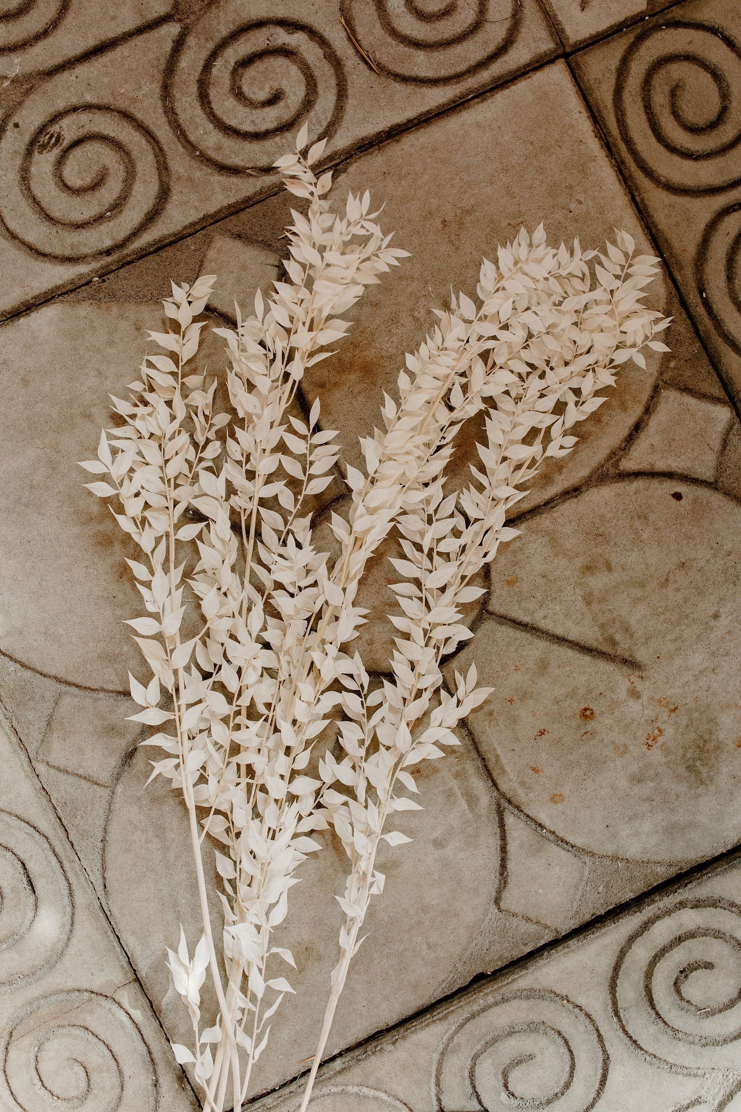 Dried and Preserved Ivory Ruscus