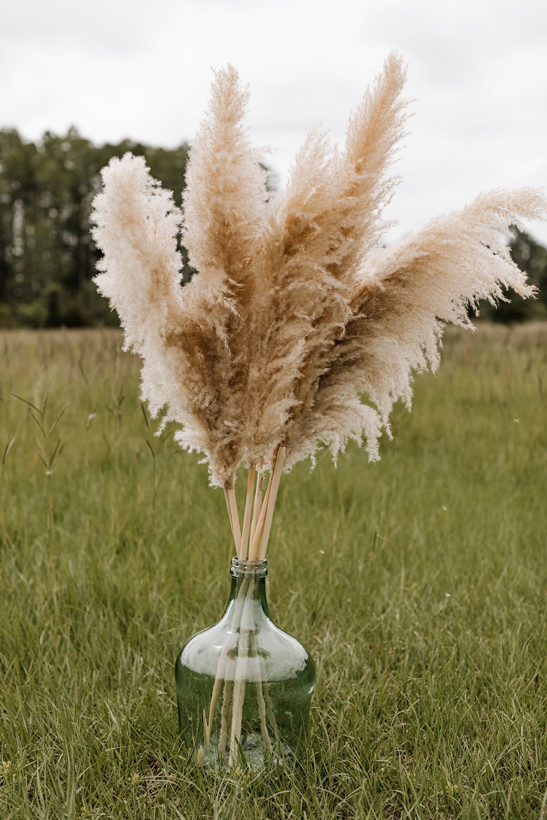 Pampas Grass - X-Large 4 FT Natural Fluffy