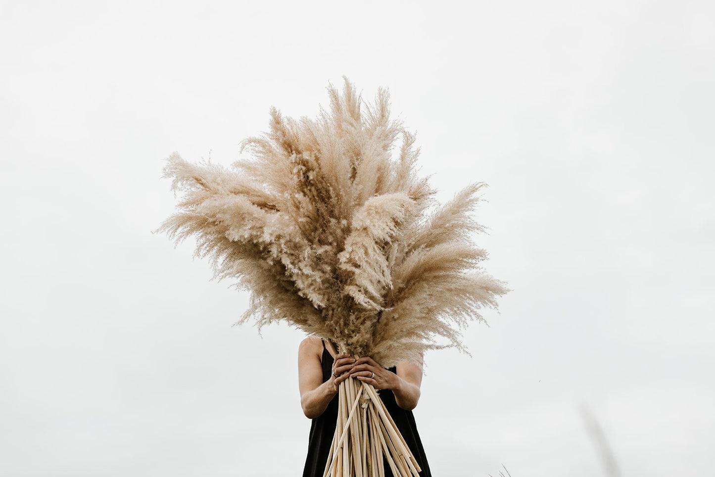Pampas Grass - X-Large 4 FT Natural Fluffy