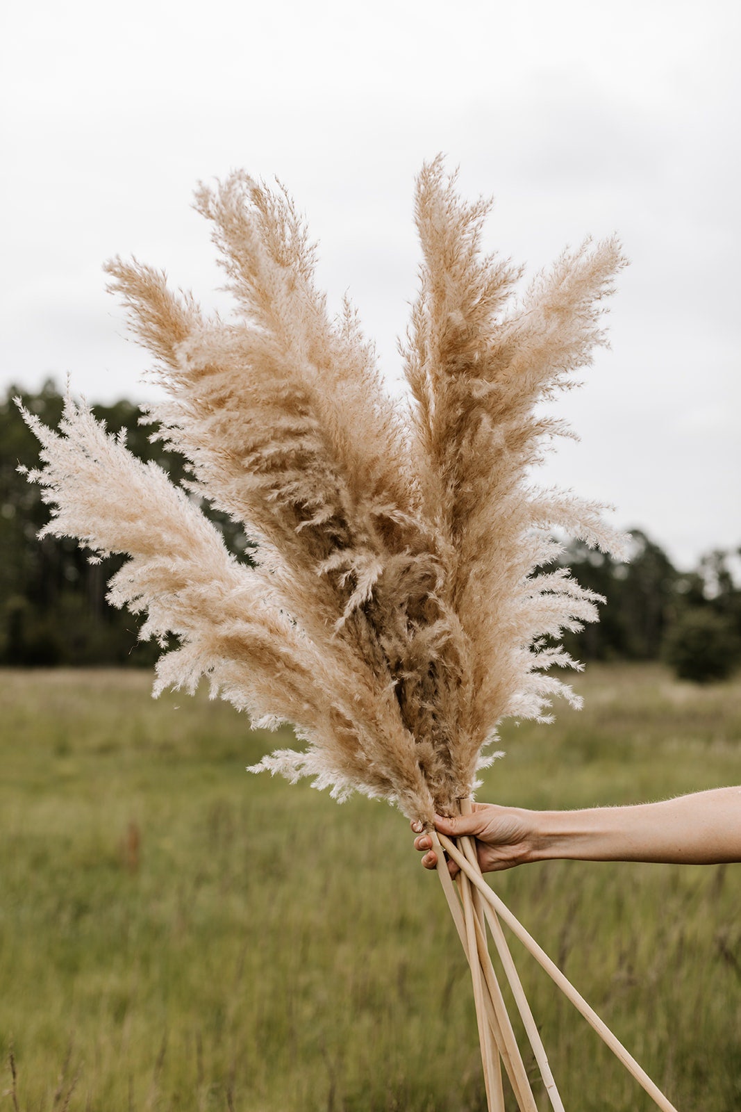 Pampas Grass - X-Large 4 FT Natural Fluffy