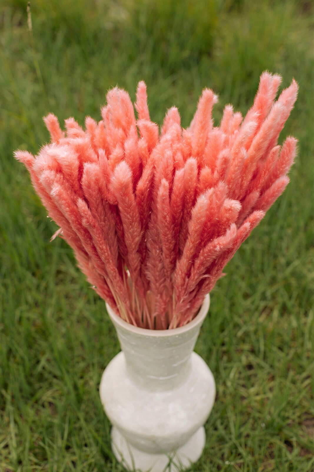 Thin 2FT Pink Pampas Grass