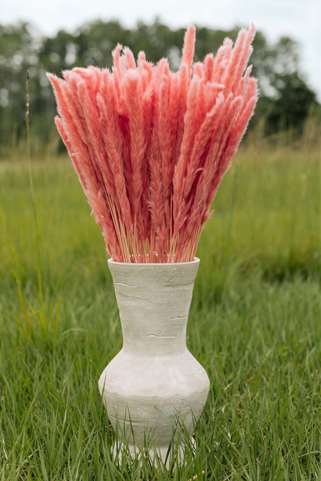 Thin 2FT Pink Pampas Grass