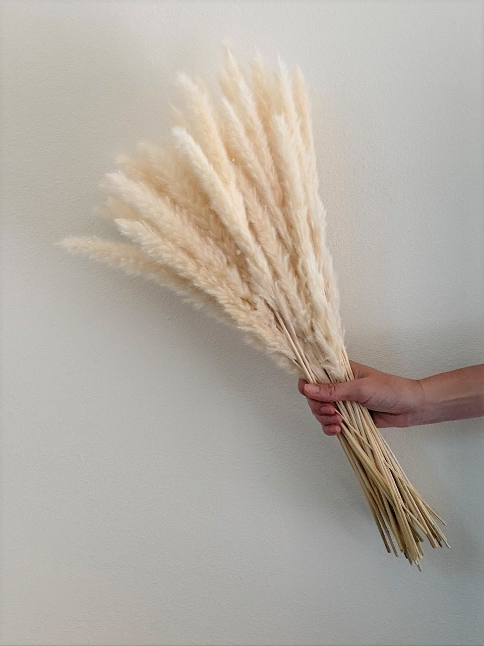 Thin 2FT Ivory White Pampas Grass