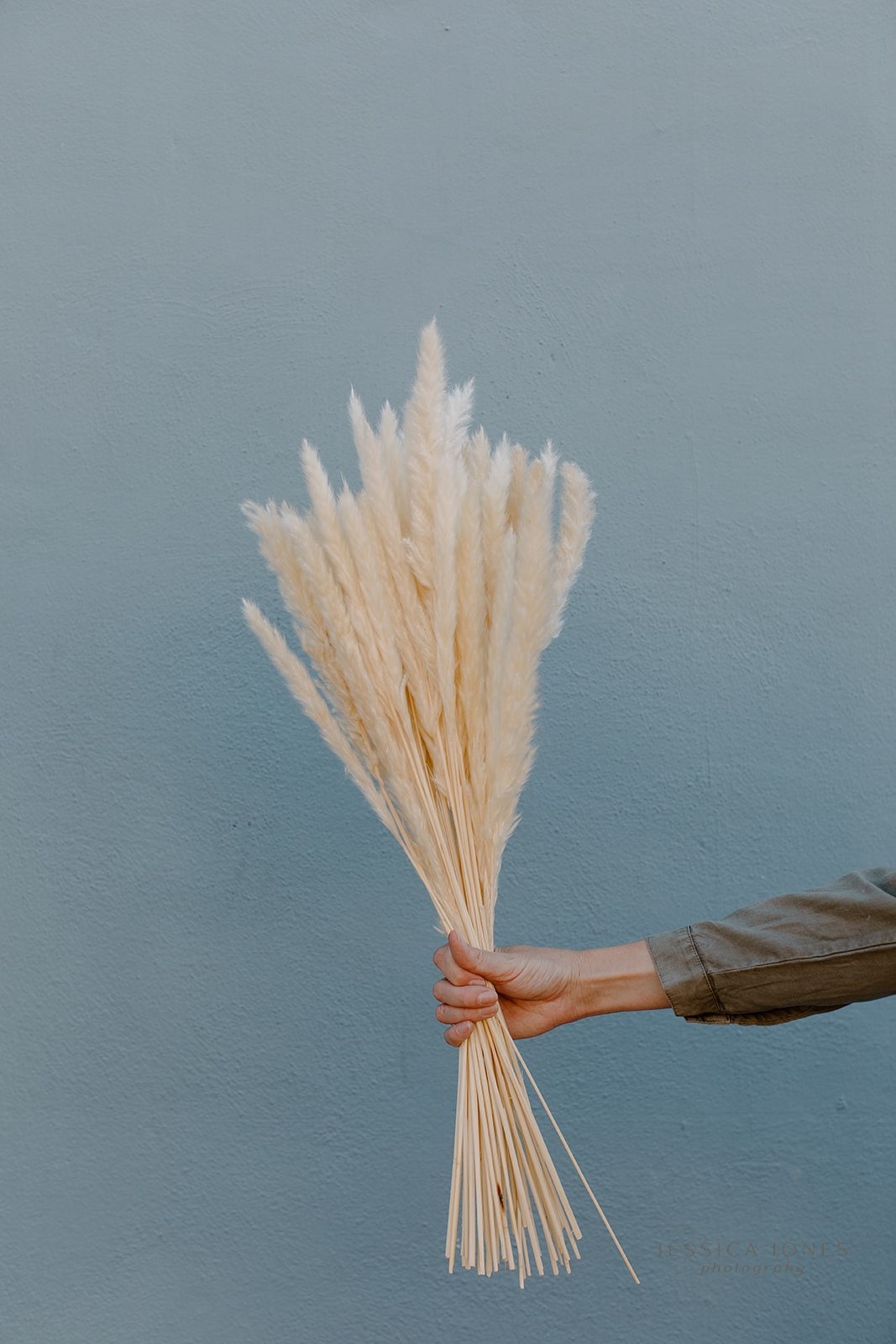Thin 2FT Ivory White Pampas Grass