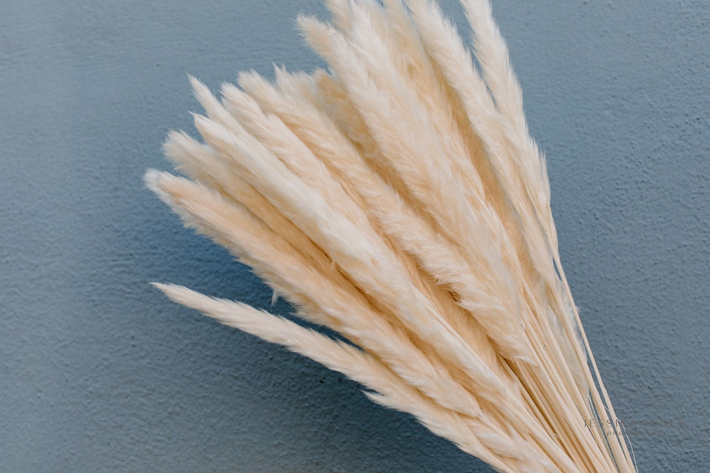 Thin 2FT Ivory White Pampas Grass