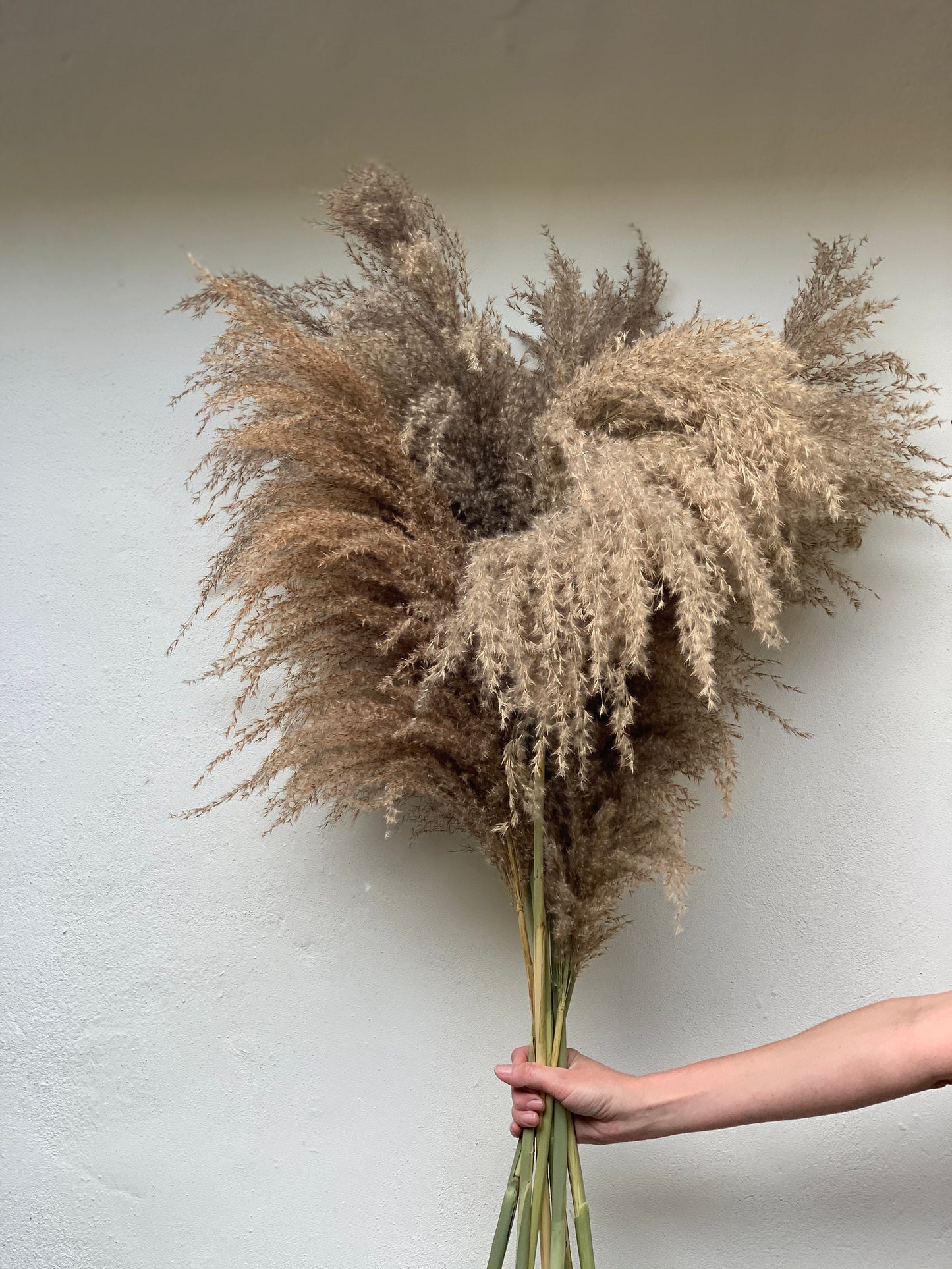 Medium Droopy Brown Natural Pampas Grass