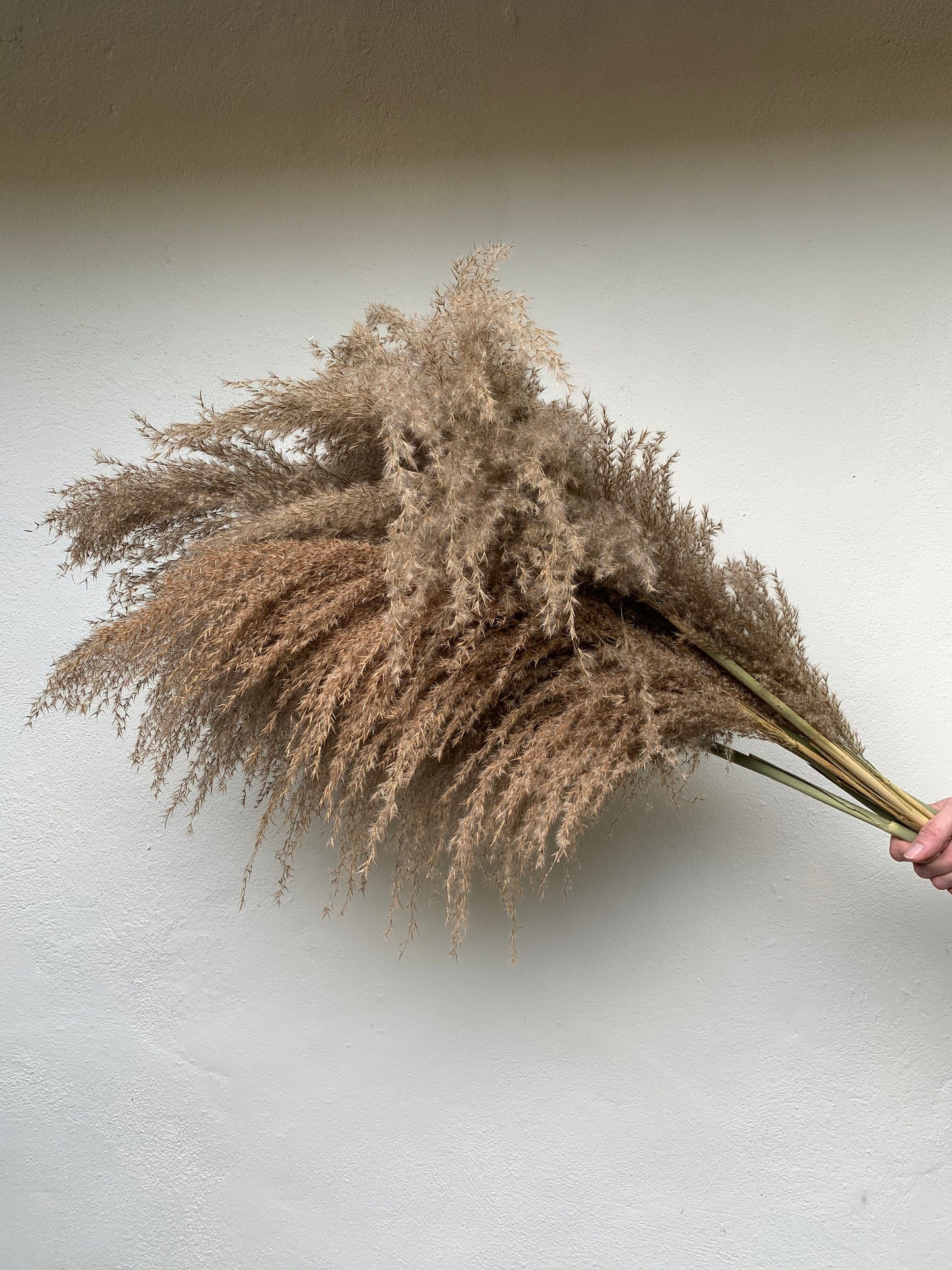 Medium Droopy Brown Natural Pampas Grass