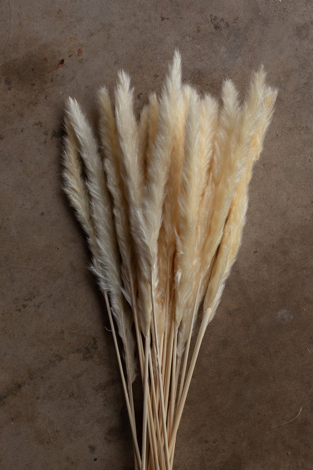 Thin 2FT Ivory White Pampas Grass