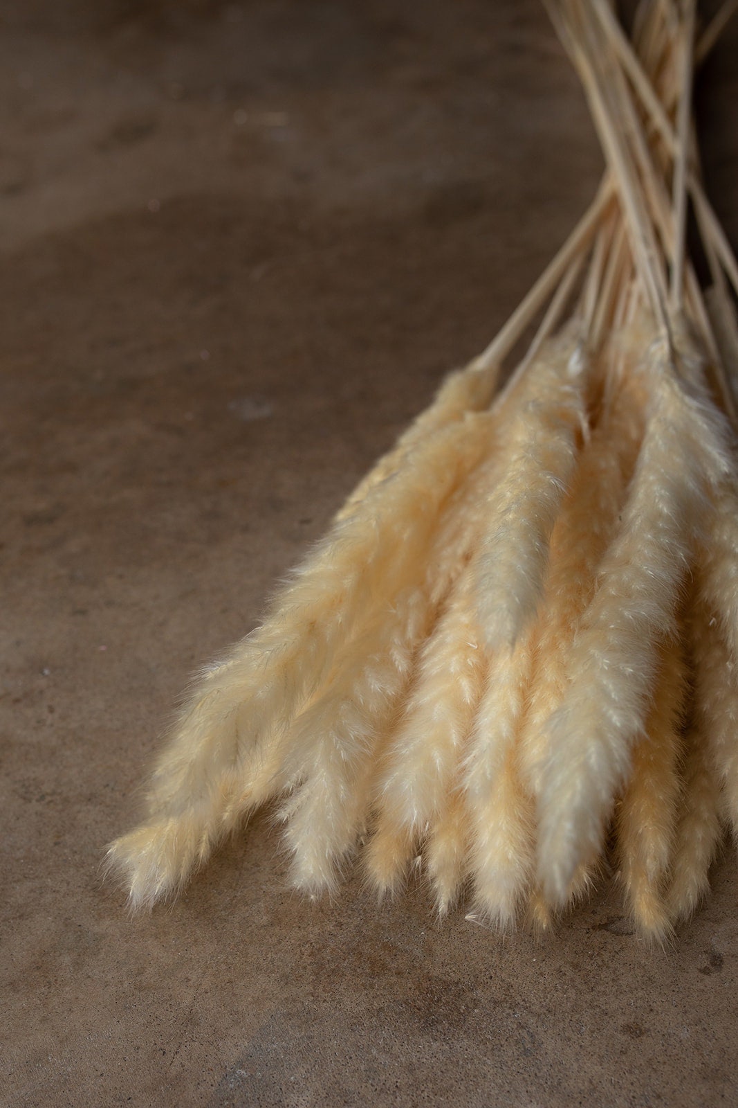 Thin 2FT Ivory White Pampas Grass