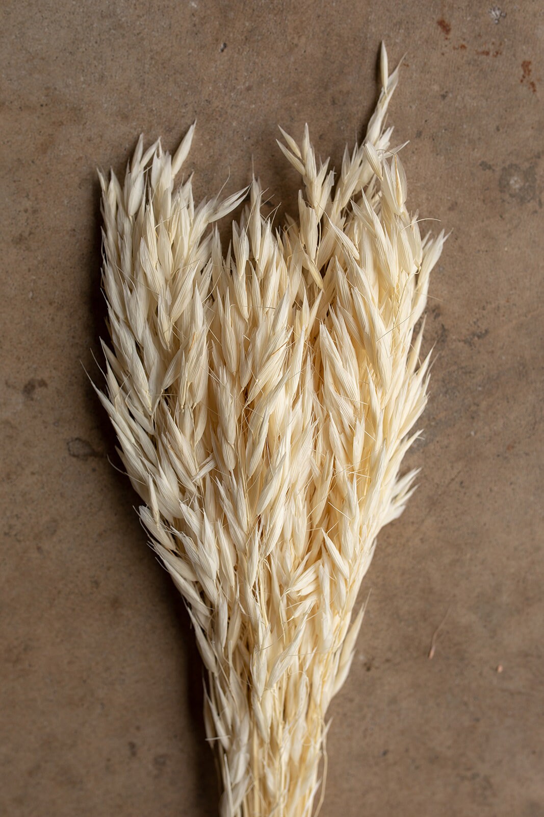 Dried Avena Oat Flower - Ivory