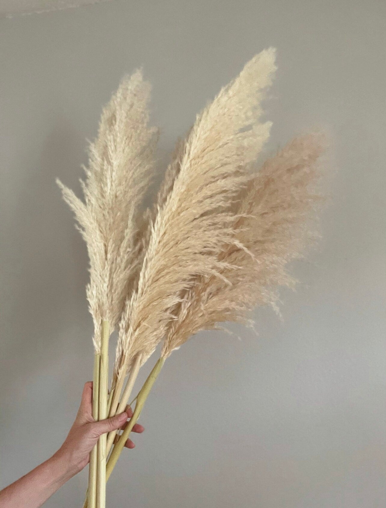 10 Large Thin 4 FT Natural Pampas Grass
