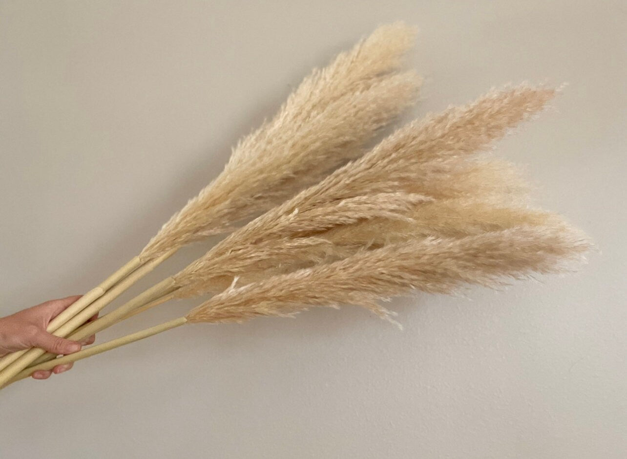 10 Large Thin 4 FT Natural Pampas Grass
