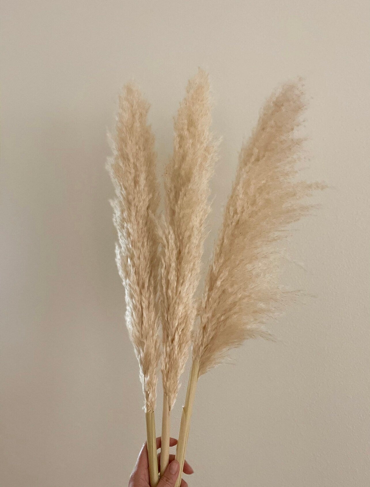 10 Large Thin 4 FT Natural Pampas Grass