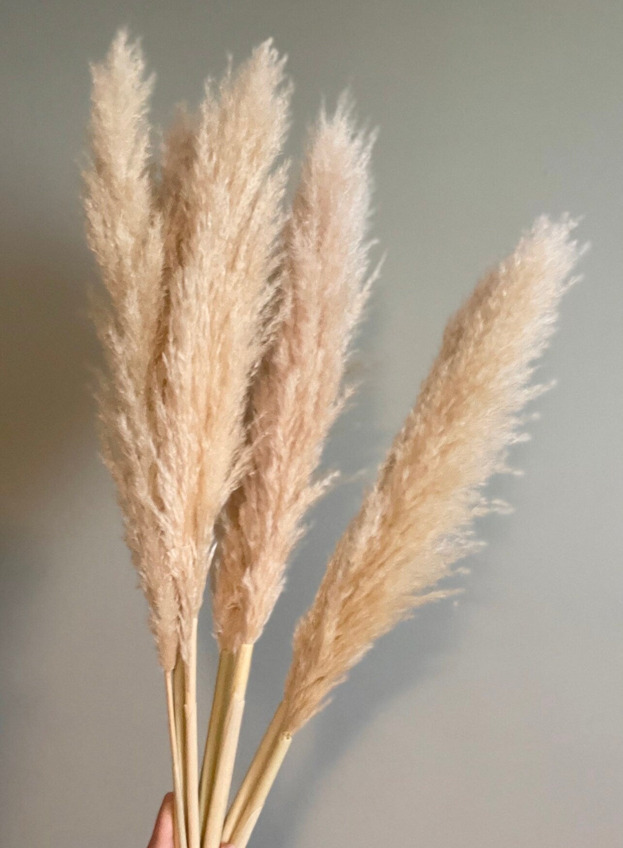 10 Large Thin 4 FT Natural Pampas Grass