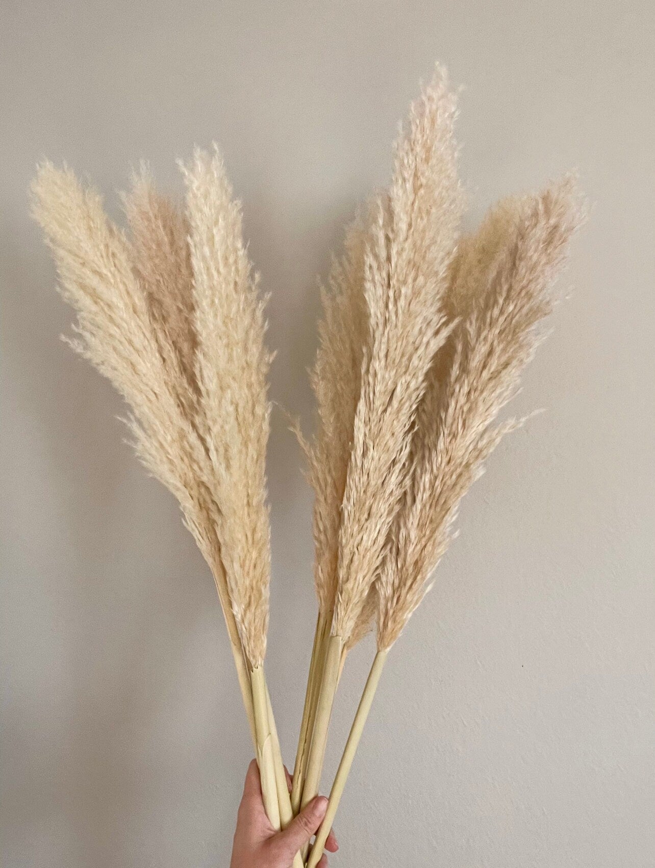 10 Large Thin 4 FT Natural Pampas Grass