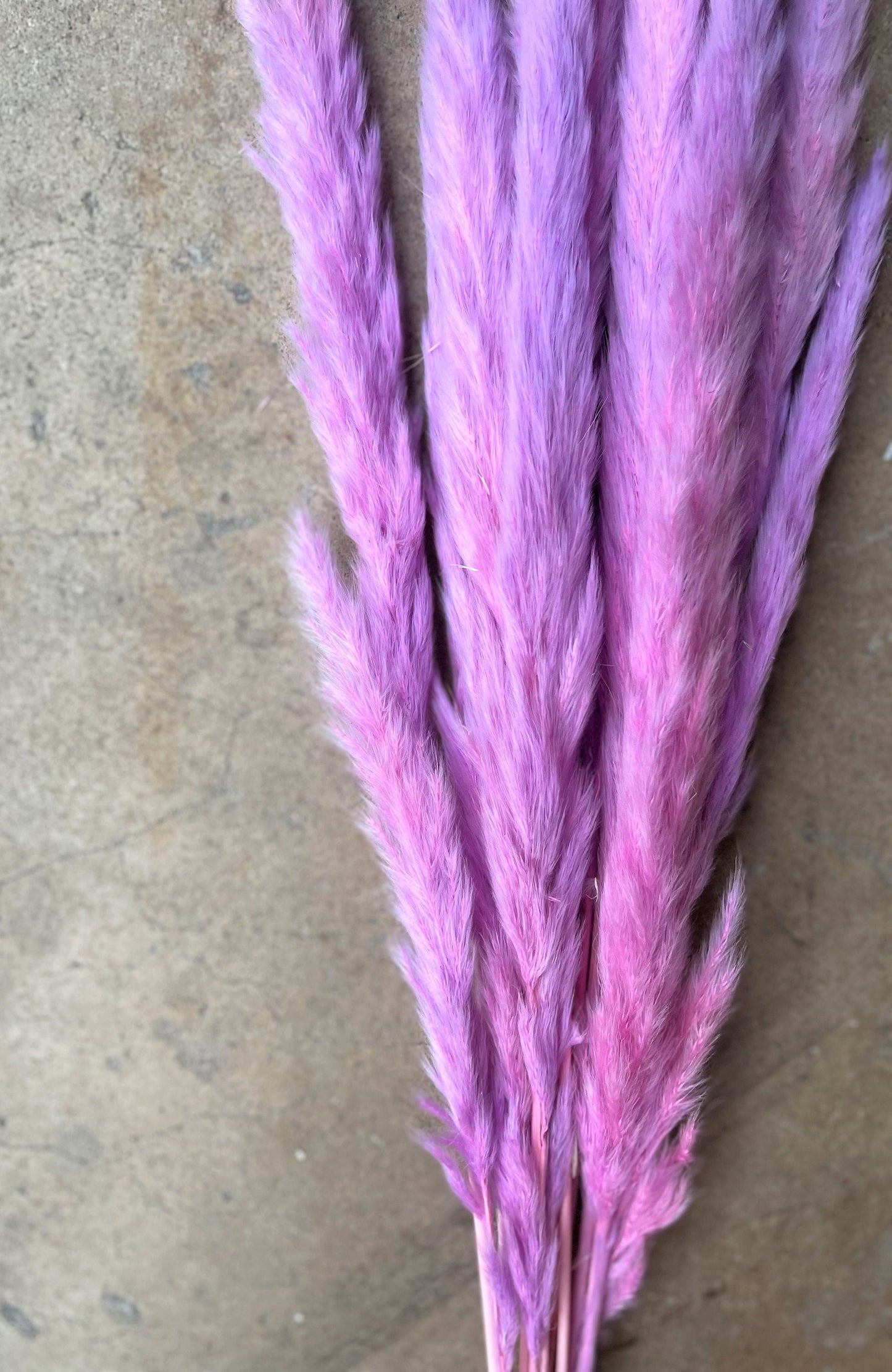 Thin 2FT Magenta Ombre Pampas Grass