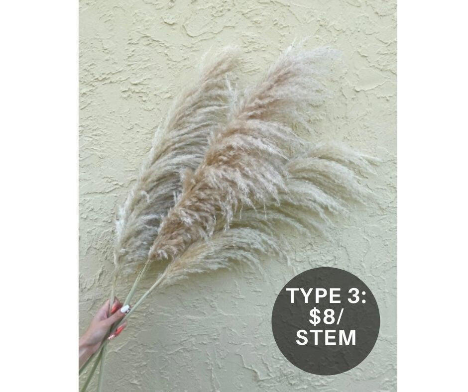 Clearance Quality - Natural Pampas Grass