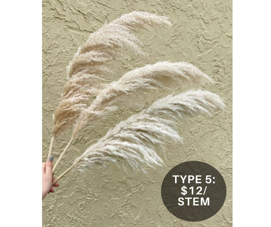 Clearance Quality - Natural Pampas Grass