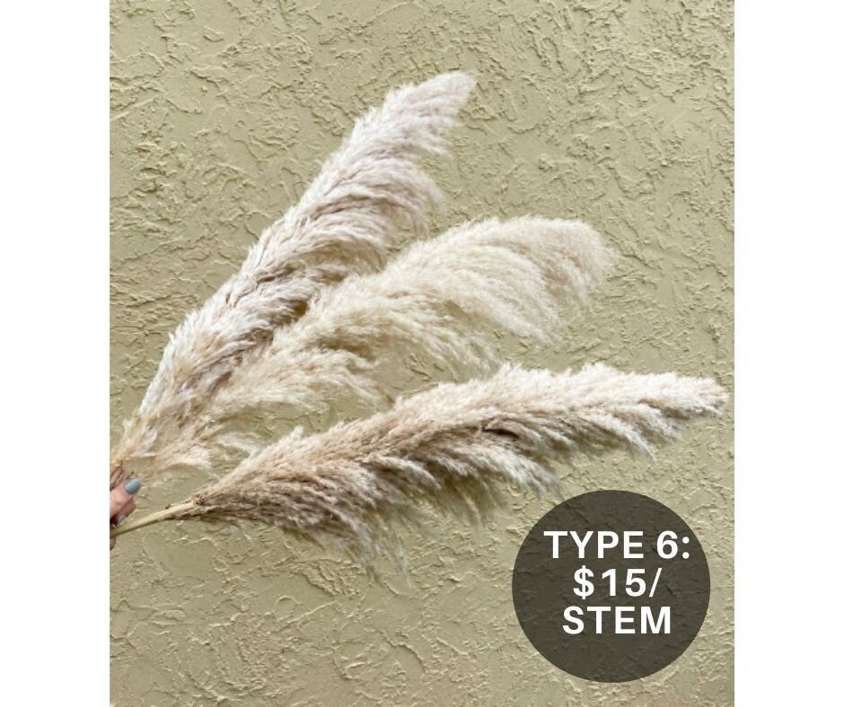 Clearance Quality - Natural Pampas Grass