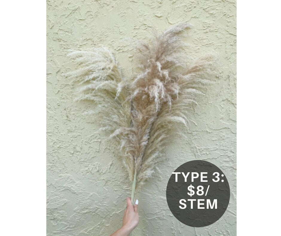 Clearance Quality - Natural Pampas Grass
