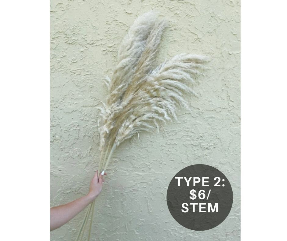 Clearance Quality - Natural Pampas Grass