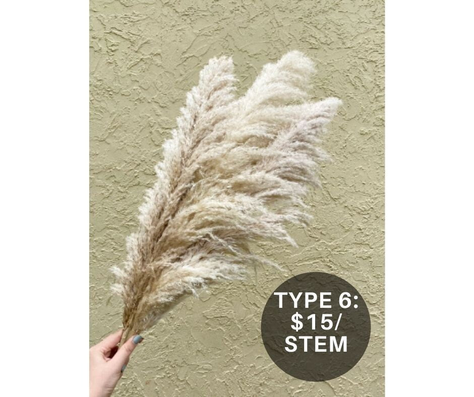 Clearance Quality - Natural Pampas Grass