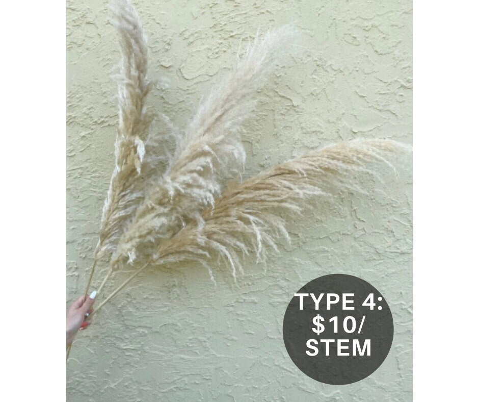 Clearance Quality - Natural Pampas Grass