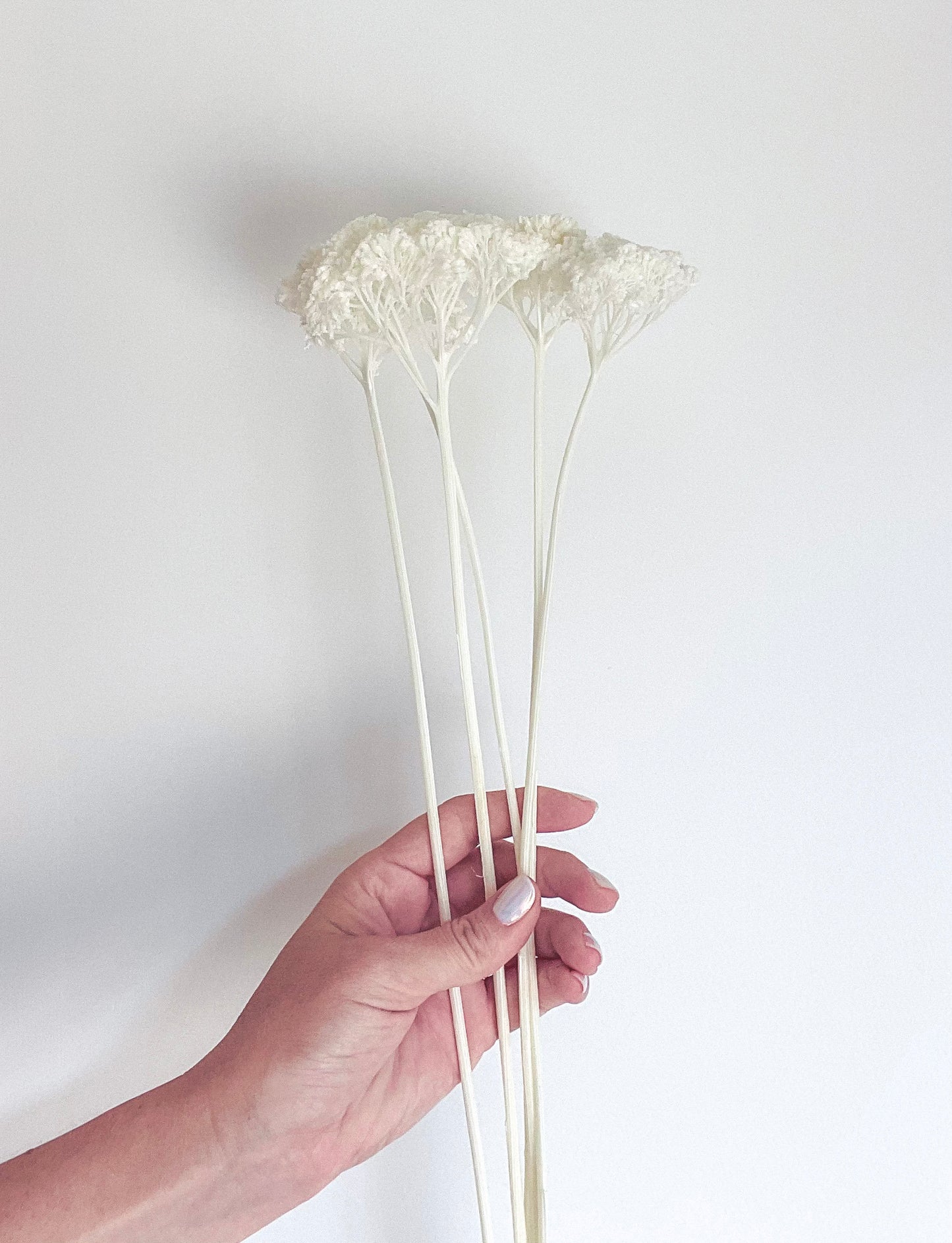 White/Ivofry Achillea Preserved