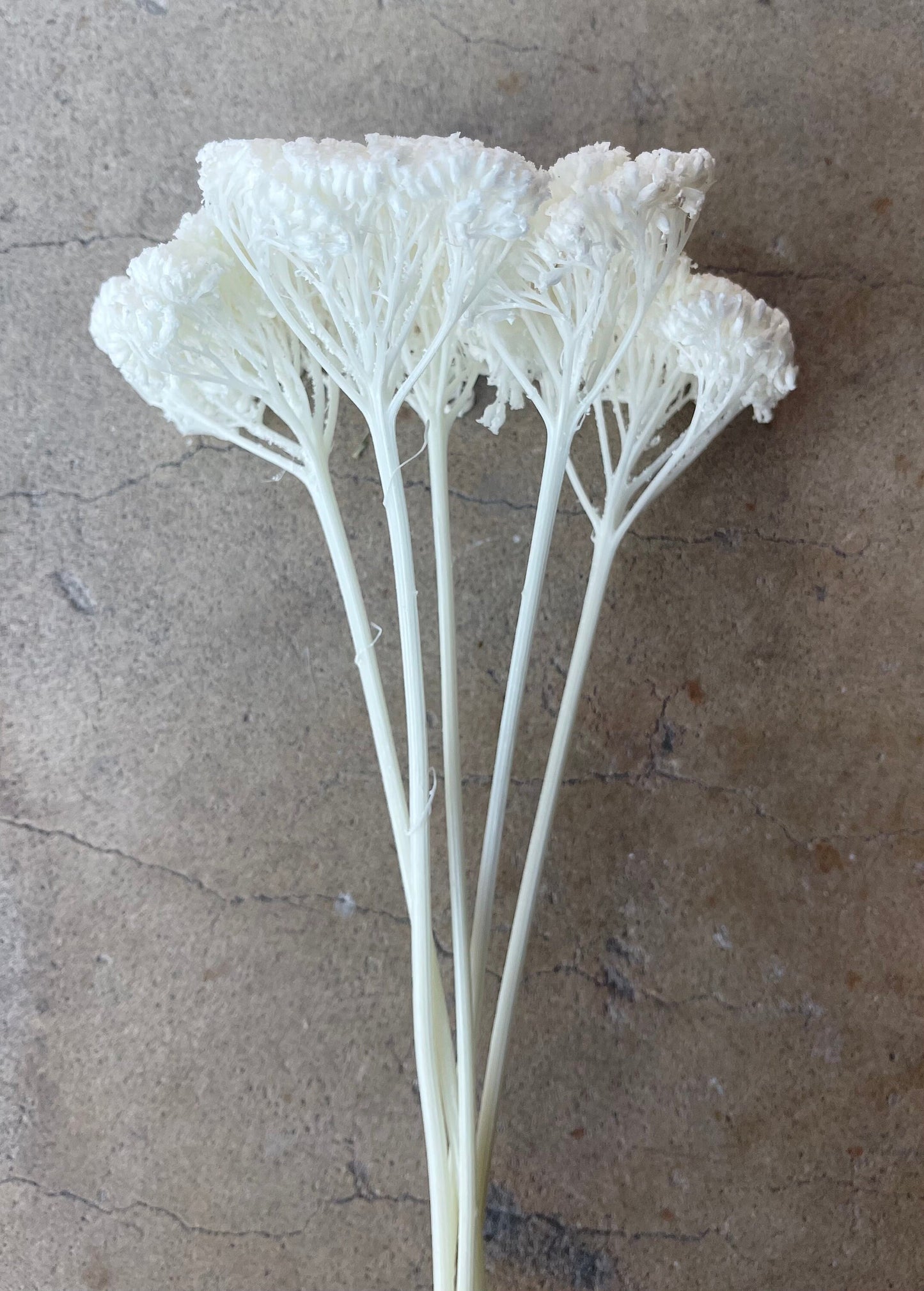 White/Ivofry Achillea Preserved