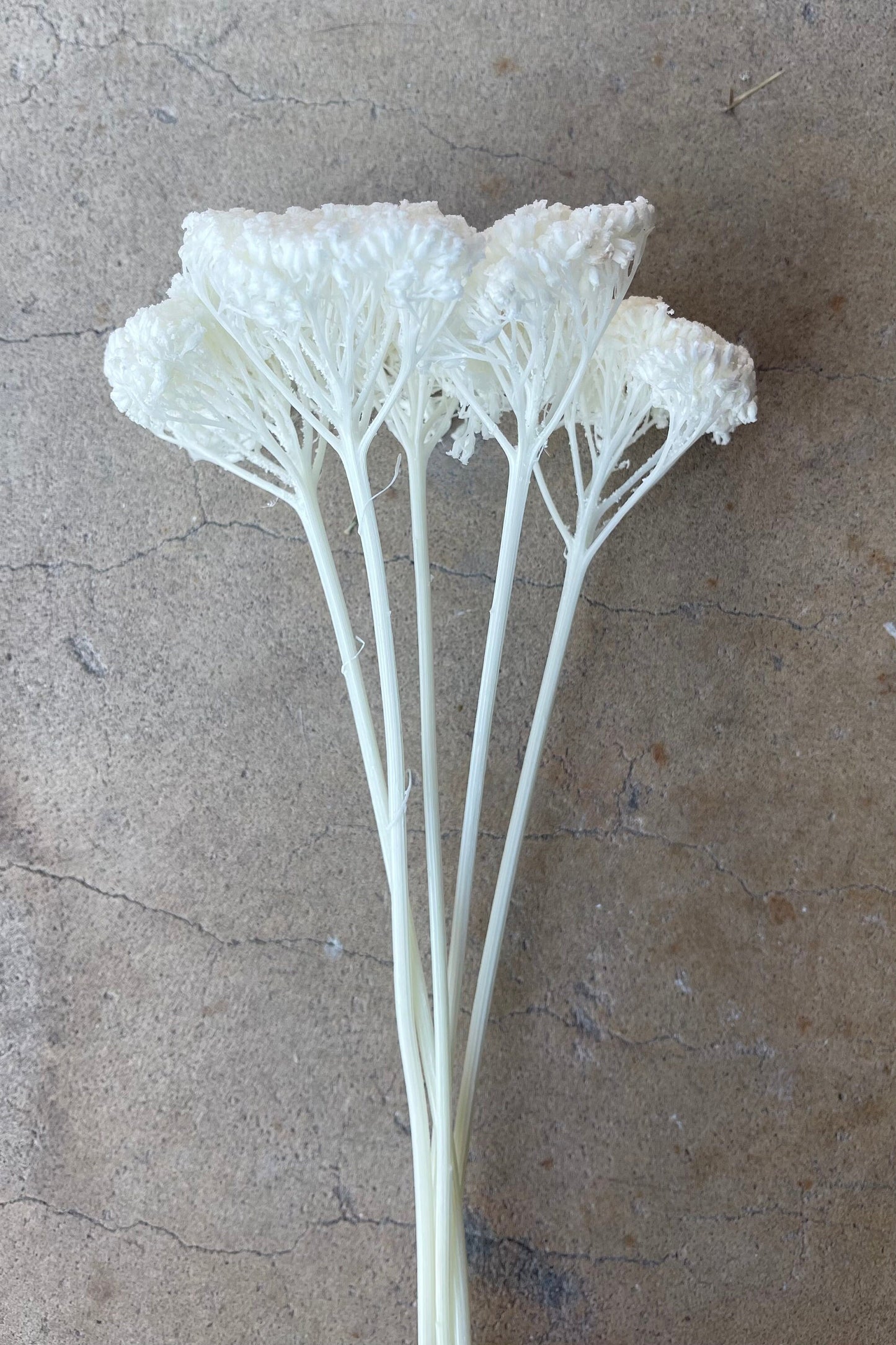 White/Ivofry Achillea Preserved