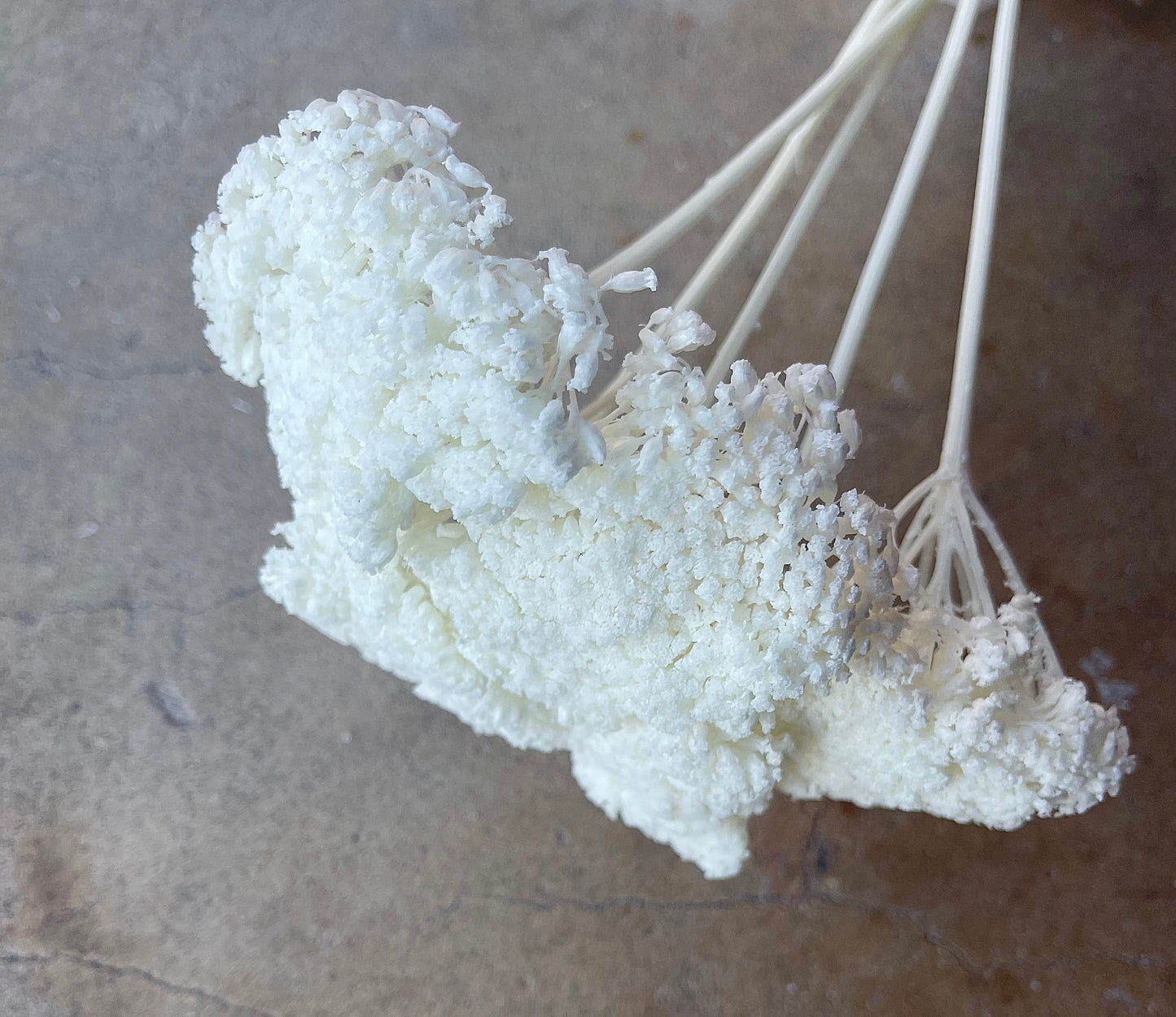 White/Ivofry Achillea Preserved