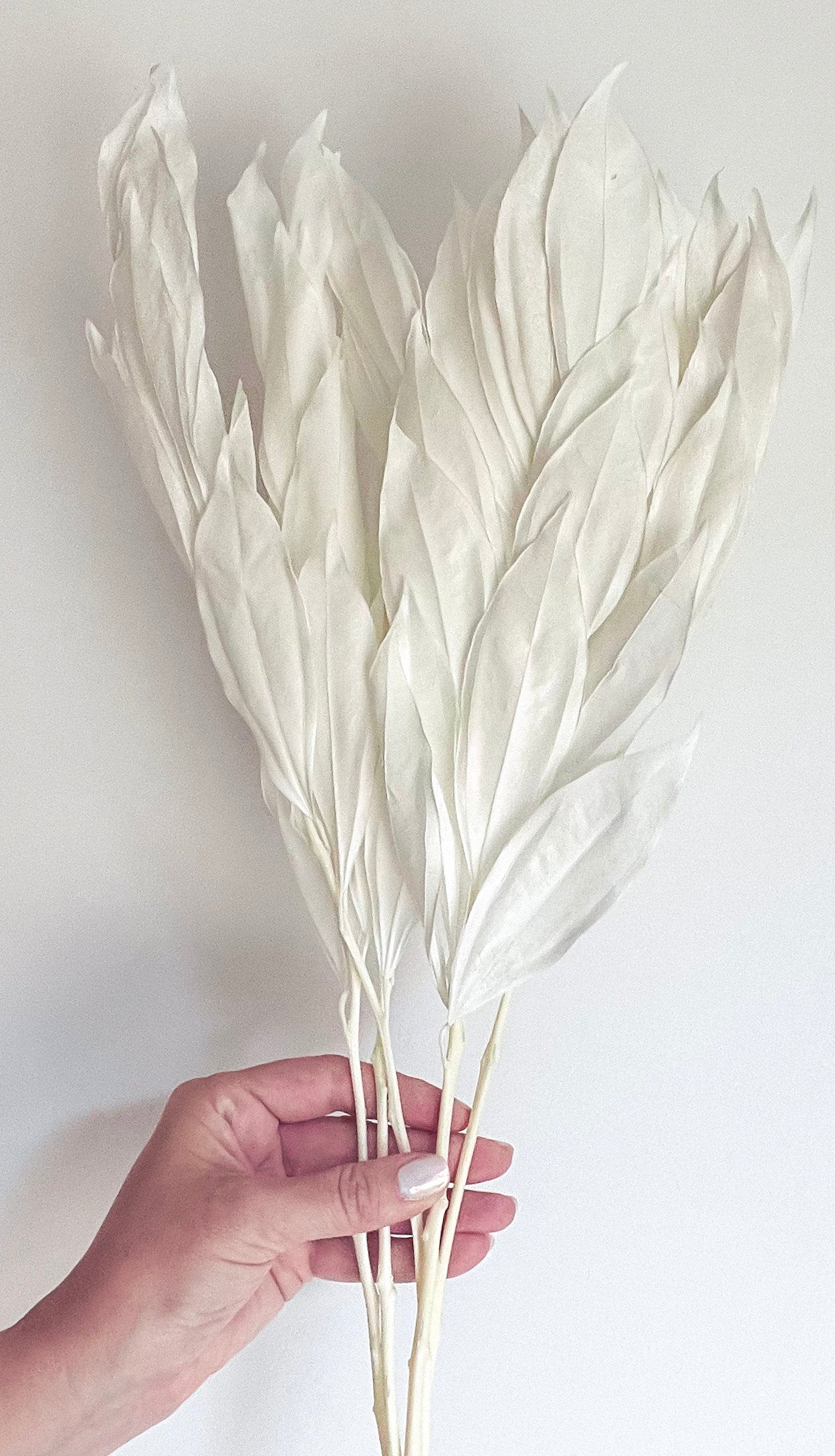 White/Ivory Coccolus Preserved