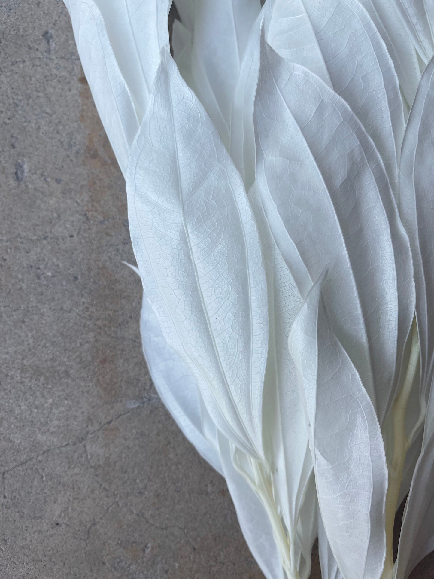 White/Ivory Coccolus Preserved