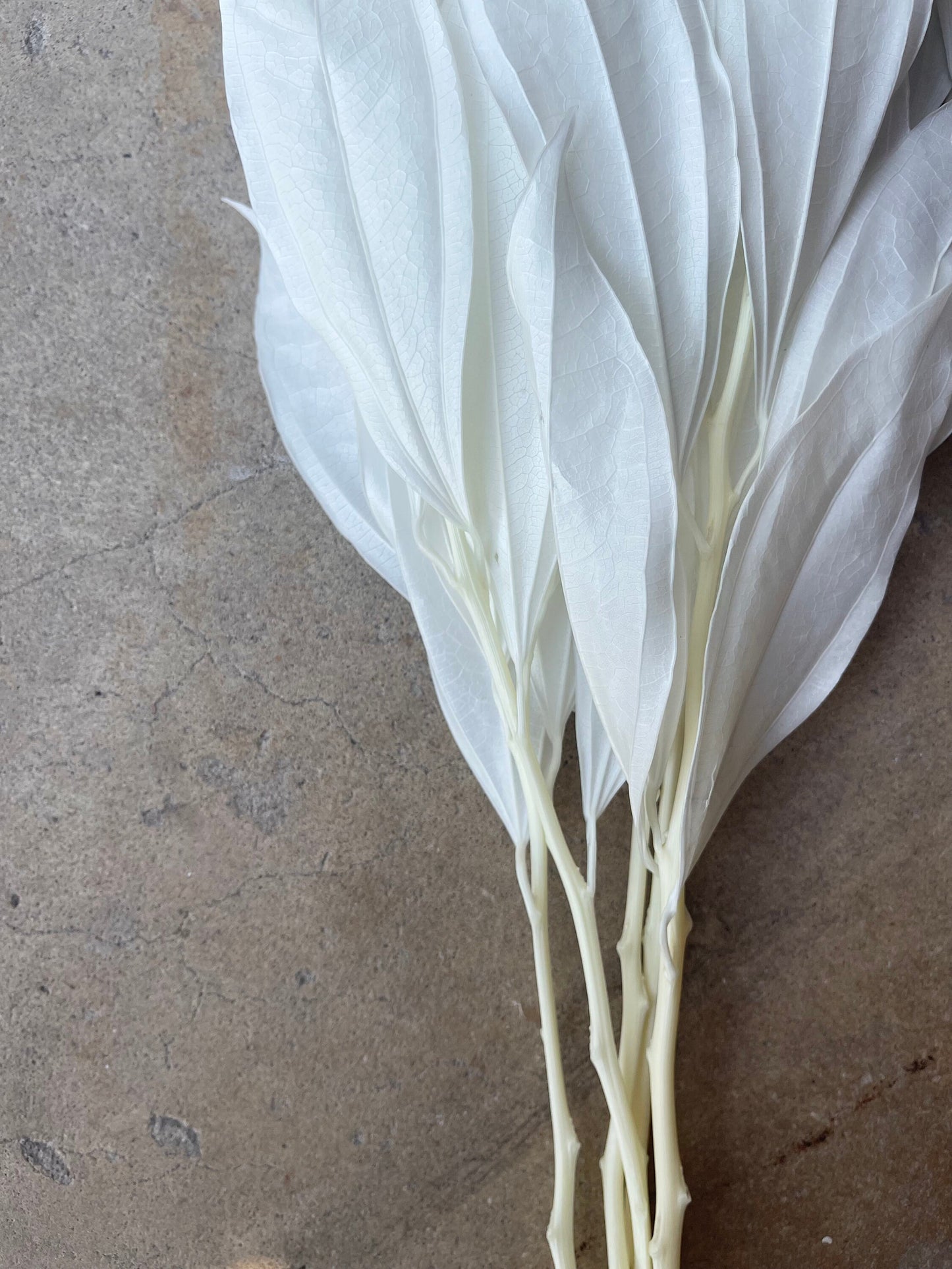 White/Ivory Coccolus Preserved