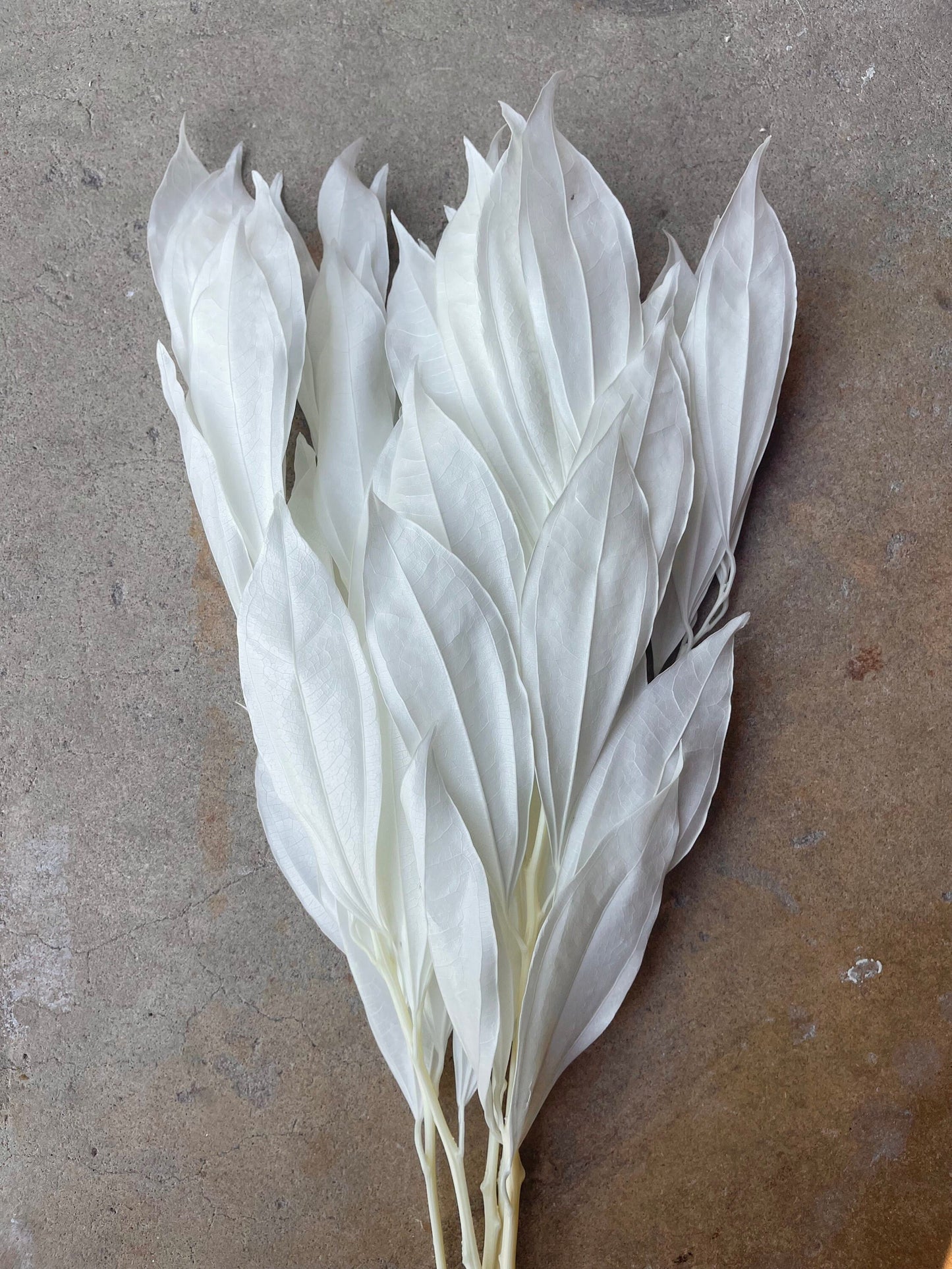 White Coccolus Preserved