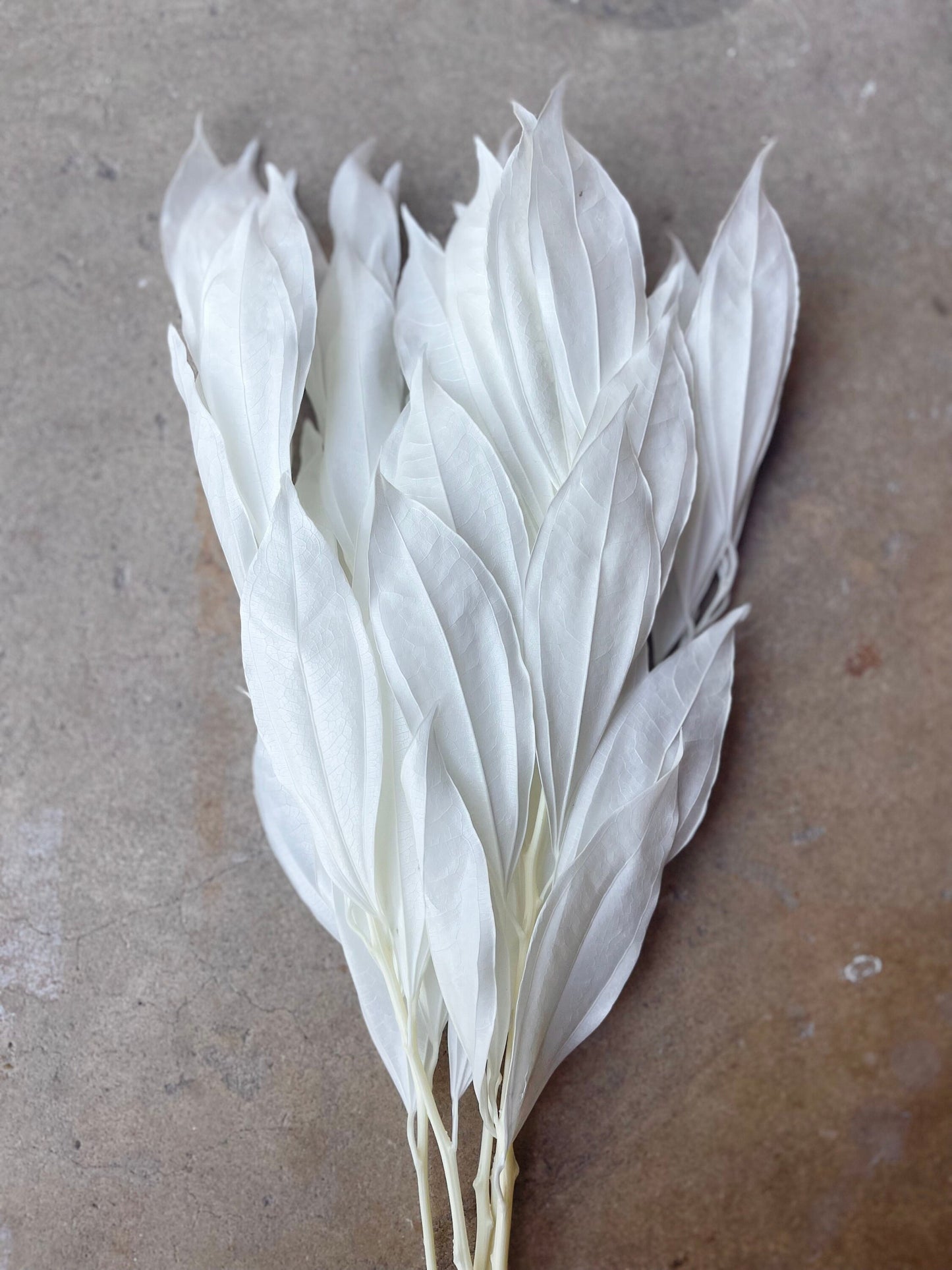 White/Ivory Coccolus Preserved