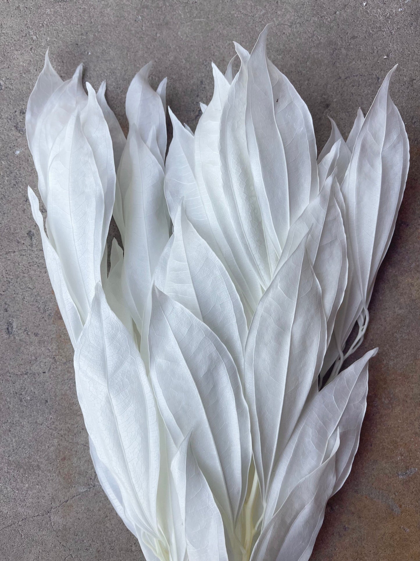 White/Ivory Coccolus Preserved