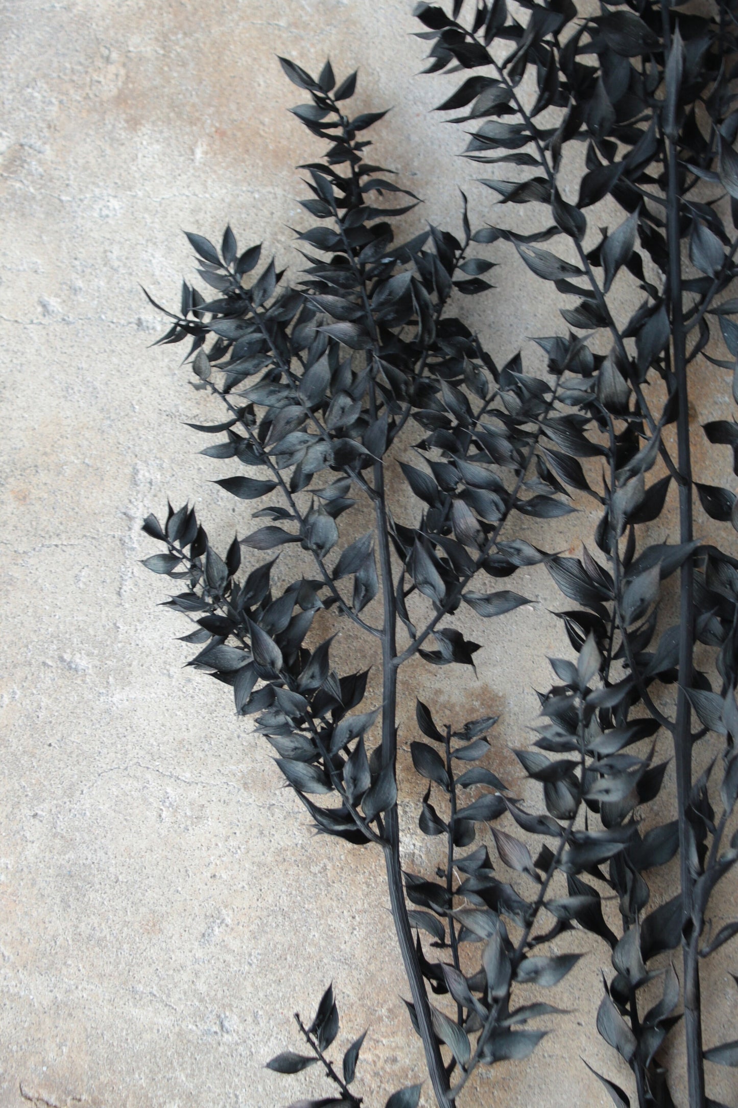 Halloween Ombre Black Ruscus - Dried and Preserved