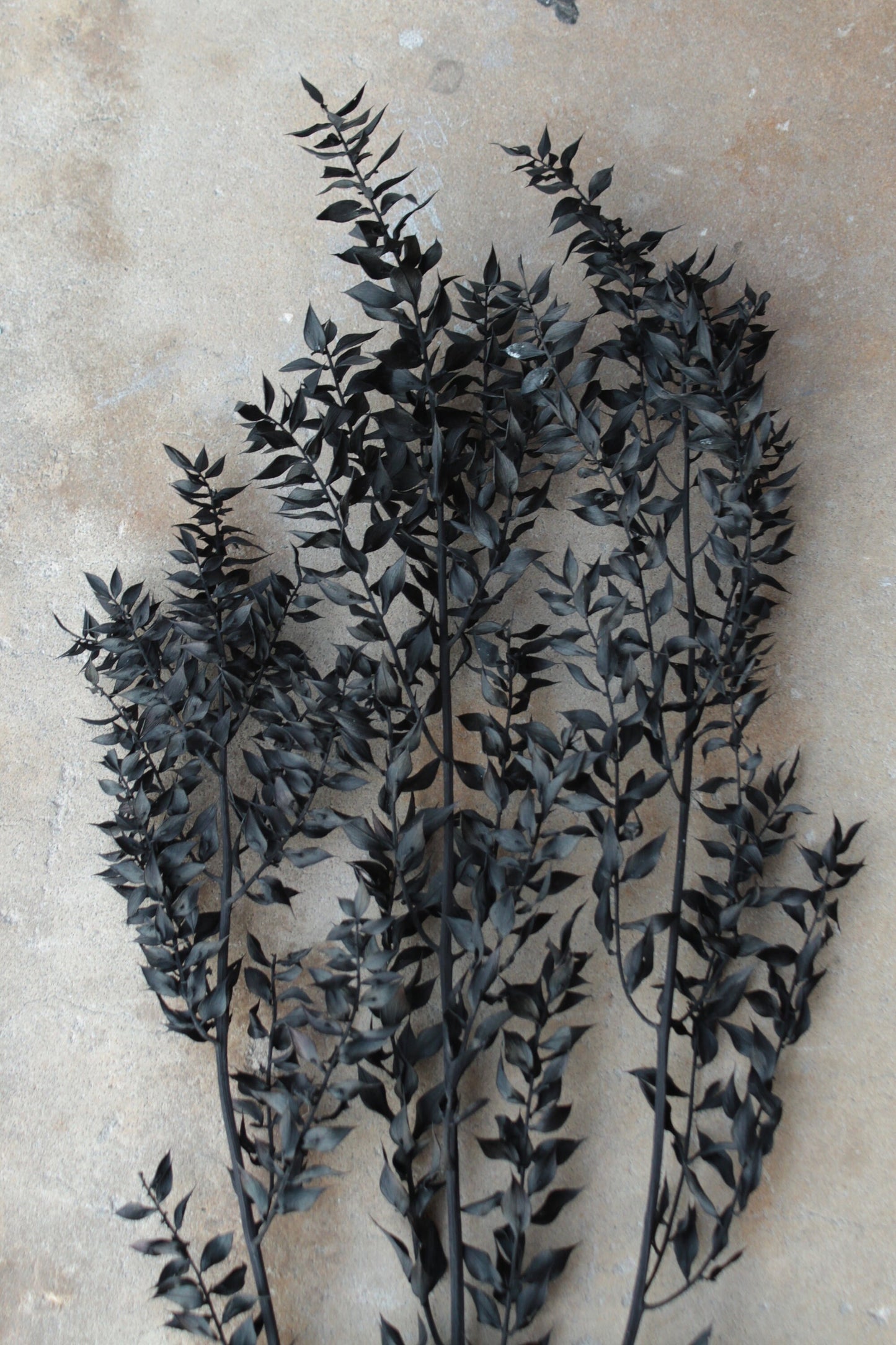 Halloween Ombre Black Ruscus - Dried and Preserved