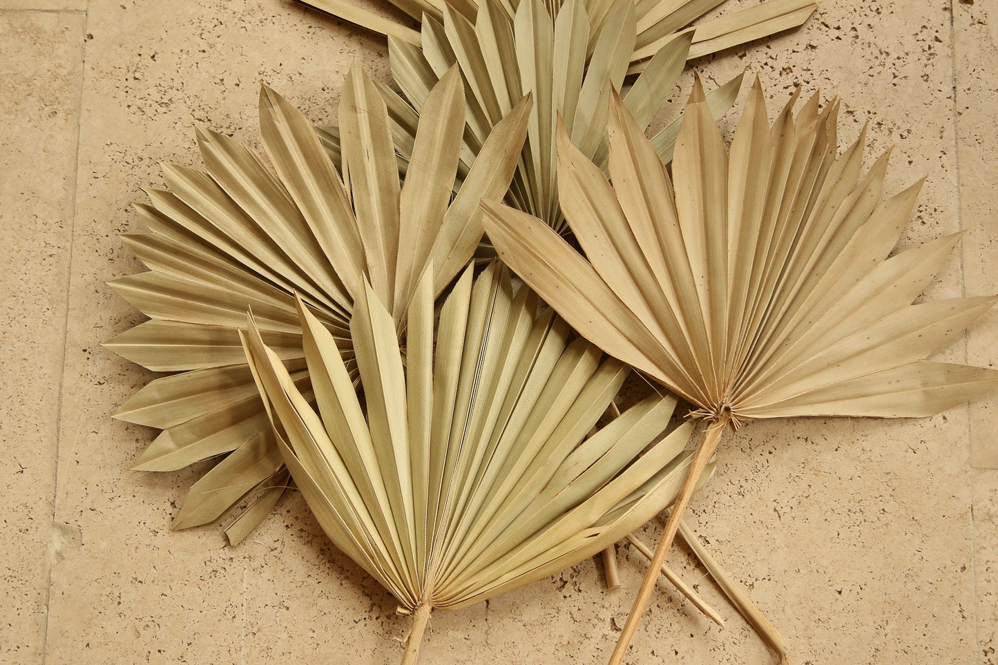 Dried Sun Palm - Natural