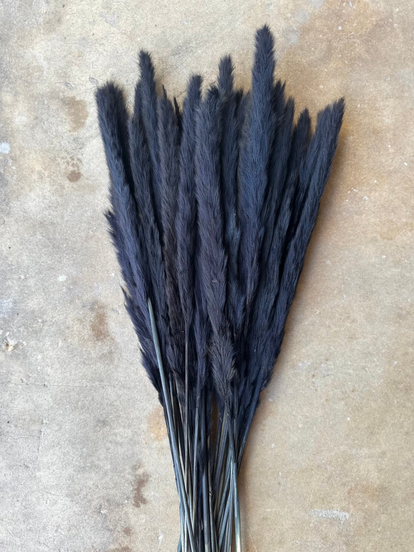 Thin 2FT Black Pampas Grass