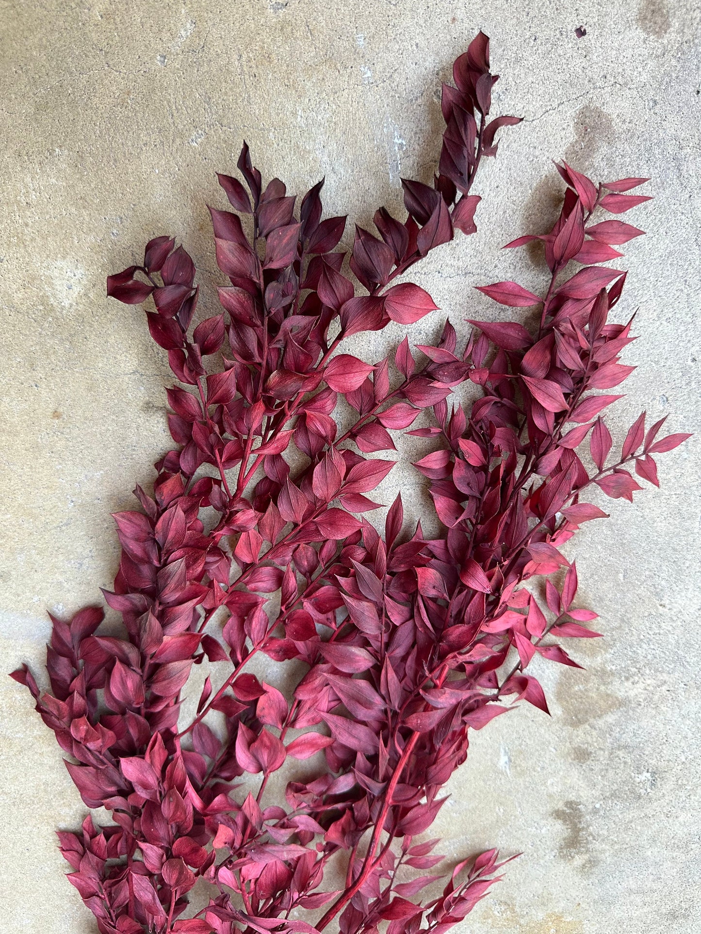 Dried and Preserved Berry Wine Ruscus